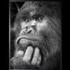 Luxe Framing Art Schilderijen^Art Print Gorilla ISF103