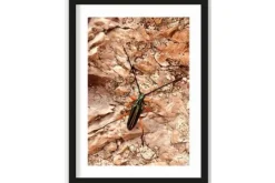 New Urban Cotton Art Print High on Life Insect