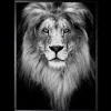 Luxe Framing Art Schilderijen^Art Print Leeuw Zwart-wit SHC094