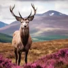 Online Ter Halle Glasschilderij Edelhert 080120-1092