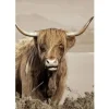 Online Ter Halle Glasschilderij Schotse hooglander links 110160-117