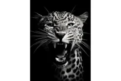 Hot Urban Cotton Wandkleed Rawr Cheetah