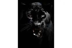 Urban Cotton Wandkleden^Wandkleed Rawr Panther